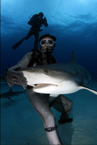 潛水員水下愛(ài)撫巨鯊將其催眠 潛水員水下愛(ài)撫巨鯊將其催眠