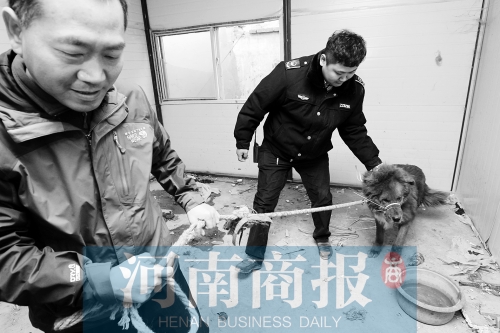 麻藥起作用后，這只藏獒被執(zhí)法人員控制