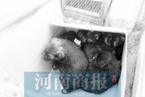 一家只能養(yǎng)一只狗，多余的被暫扣