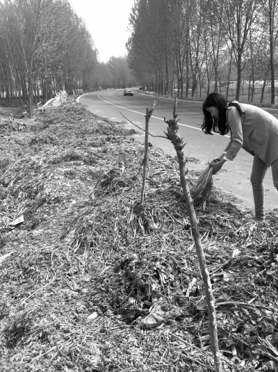 中牟再現(xiàn)"菜賤傷農(nóng)"事件 40斤生菜賣不了一碗燴面錢 中牟再現(xiàn)"菜賤傷農(nóng)"事件 40斤生菜賣不了一碗燴面錢