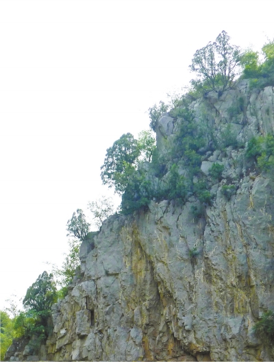 南太行山崖長(zhǎng)的只是側(cè)柏,不是崖柏。