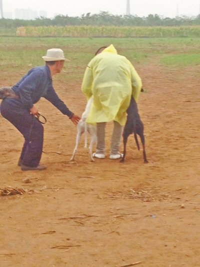 上場(chǎng)前，狗主人進(jìn)場(chǎng)撫摸自己的愛犬，給它打氣加油。