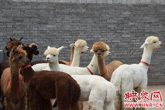 今年11月-12月,我省將再?gòu)闹抢M(jìn)210只羊駝。