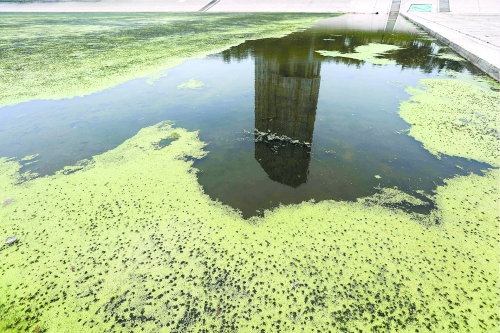 幾近干涸、臭氣熏天、長滿水草的東風(fēng)渠，已不見往日容顏　 記者 侯建勛/攝