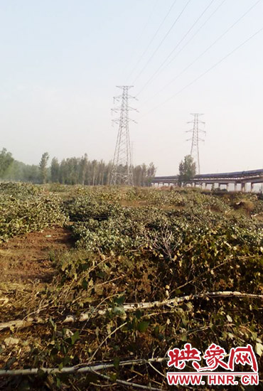 高壓線從樹上方經(jīng)過 高壓線從樹上方經(jīng)過