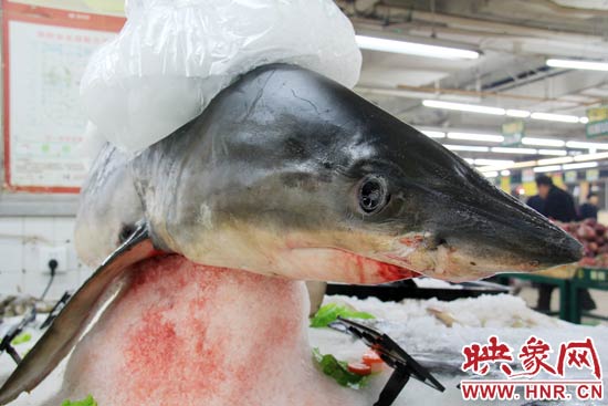 這條鯊魚長(zhǎng)約1.5米，寬約0.5米，上身被碎冰覆蓋，保存較完整。