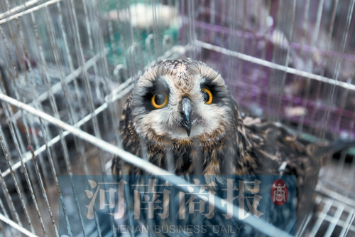 鄭州女子販鷹被查 舉報鄰居是“販鷹大戶”遭對方回?fù)? alt=