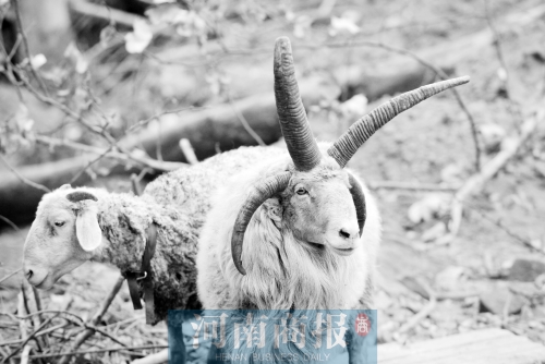 “咩……我的原主人說，他養(yǎng)了一輩子羊，也沒見過我這種情況”