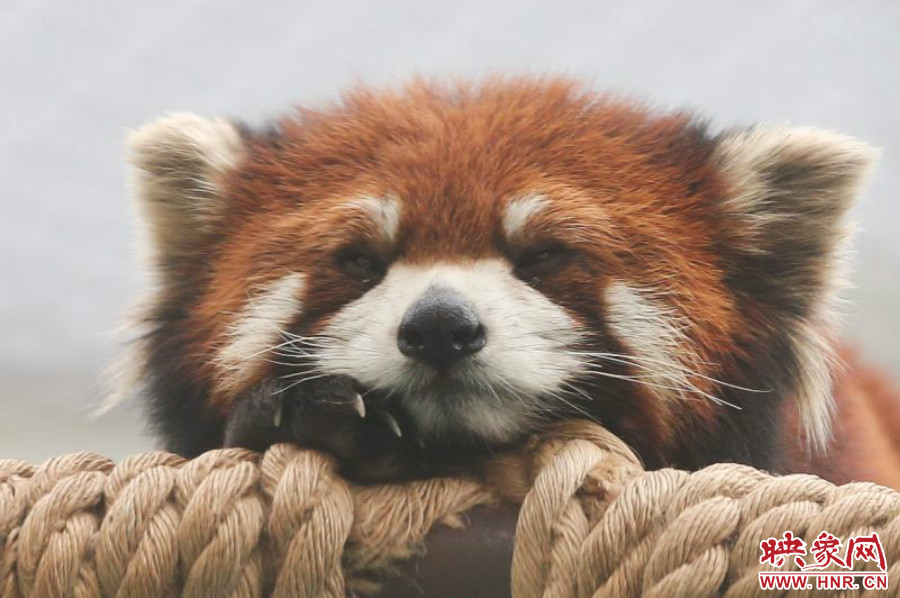 小熊貓在世界各動物園中是相當(dāng)受歡迎的動物。