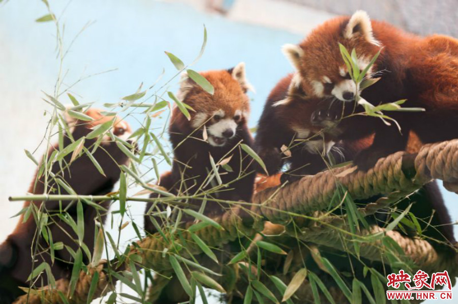 18只小熊貓正在進食。