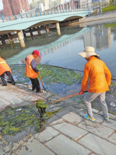 每天出動六十人次進行打撈，也難以遏制綠藻蔓延。