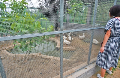 救助鳥類的大籠子里沒有鳥類，鴨子和鵝占了“鵲巢