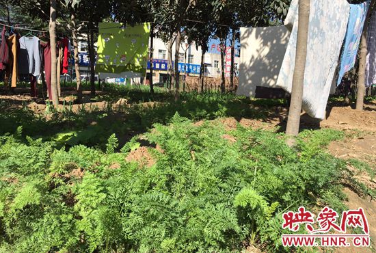 西四環(huán)中原路交叉口，大片生態(tài)廊道被毀，變成私家菜園。