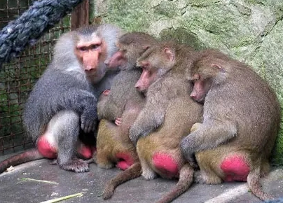 強(qiáng)冷空氣+雨 鄭州終于要下雪了！最低氣溫-6℃！