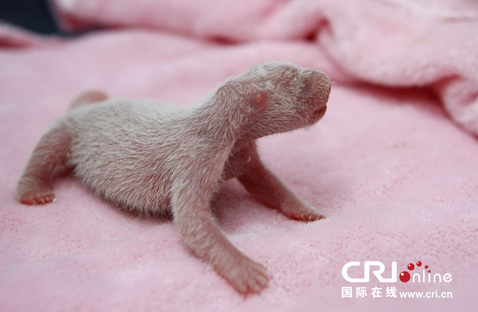 2013年7月11日，成都大熊貓繁育研究基地月亮產(chǎn)房，新生大熊貓寶寶在育嬰箱里憨態(tài)可掬。