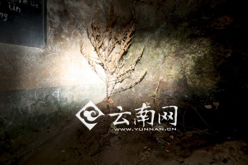 　教室里沒有燈，光線太暗，村民便種下了野蘇麻，希望教室有綠色，讓孩子們看到“希望”。 徐弘毅 攝