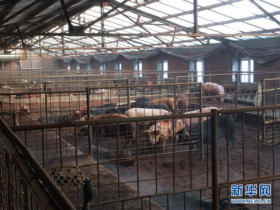 穗豐園里的豬舍（2013年12月8日攝）。新華社記者 程子龍 攝