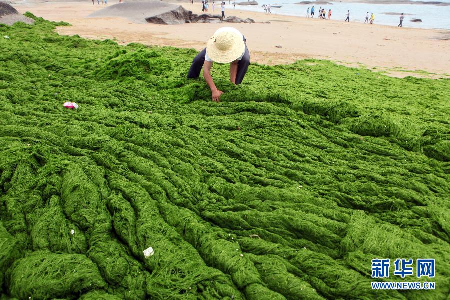 6月10日，山東日照市萬(wàn)平口景區(qū)管理部門組織工作人員在清理海灘上的滸苔。