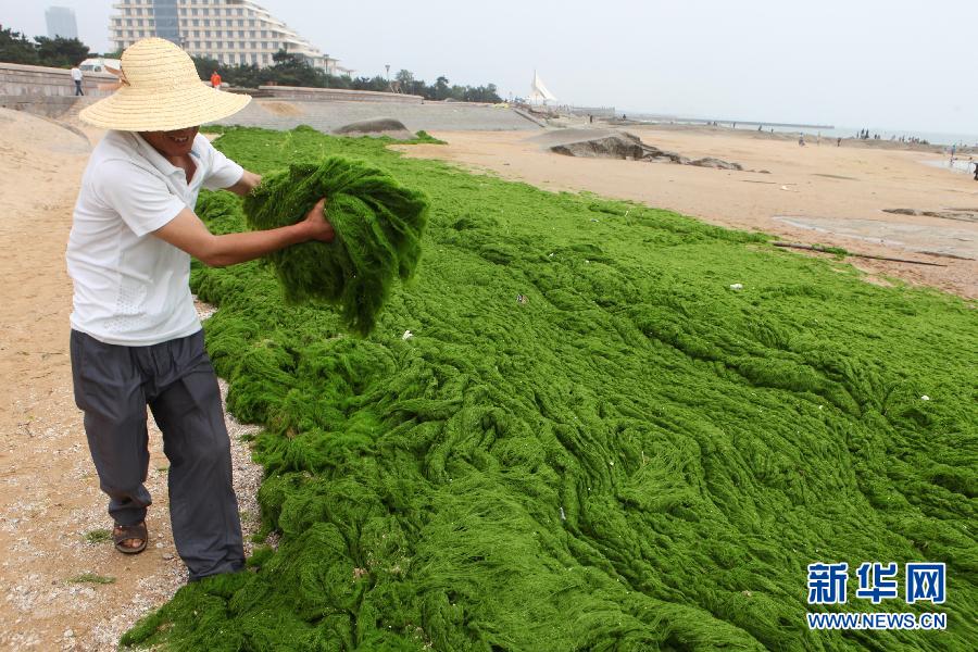 6月10日，山東日照市萬(wàn)平口景區(qū)管理部門組織工作人員在清理海灘上的滸苔。