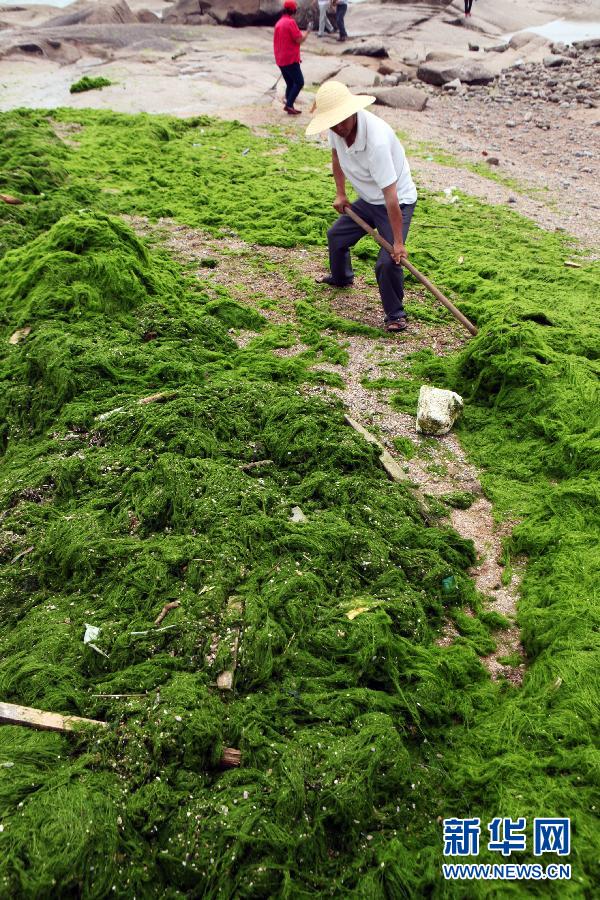 6月10日，山東日照市萬(wàn)平口景區(qū)管理部門組織工作人員在清理海灘上的滸苔。
