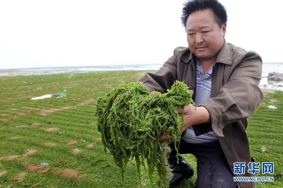 6月10日，在江蘇省連云港市贛榆縣海州灣旅游度假區(qū)，一名漁民在展示清理的滸苔。