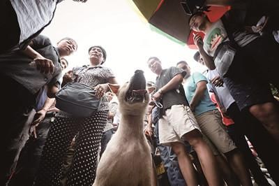 一只狗被動保人士與狗販子圍在中間，等待兩方的討價還價后決定去向