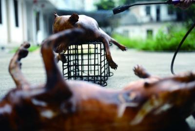 今天上午，玉林很多餐館為即將到來(lái)的狗肉節(jié)備貨，圖為餐館后廚正在加工狗肉 記者 劉暢 攝