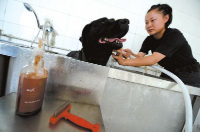 天熱時,搜油犬會天天洗澡。