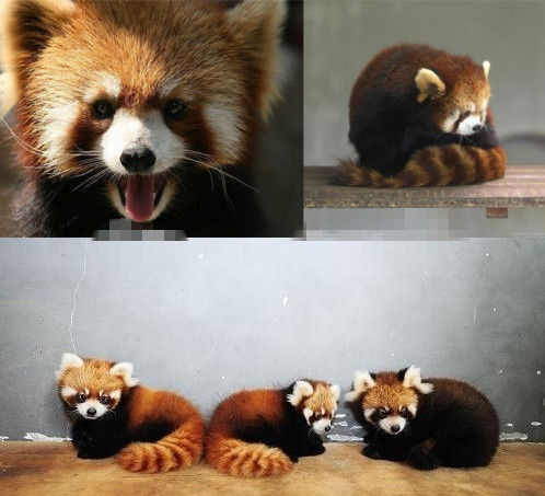 網友猜測三只小浣熊寓意歐弟老婆懷孕。