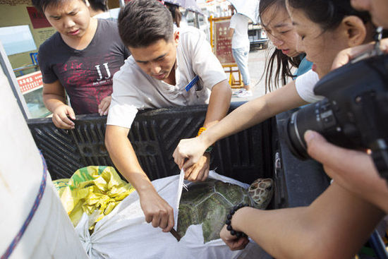 三亞放生海龜最高價(jià)5萬元 景區(qū)稱不會抓回再賣