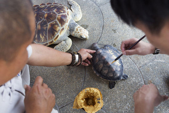 三亞放生海龜最高價(jià)5萬元 景區(qū)稱不會抓回再賣