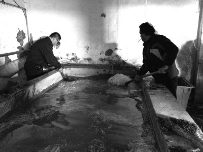 “黑作坊”的豆芽在臟亂不堪的水泥池中清洗。