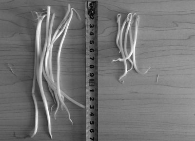 “黑作坊”制售的豆芽（左）和超市銷售的豆芽（右）長(zhǎng)度形成鮮明對(duì)比。