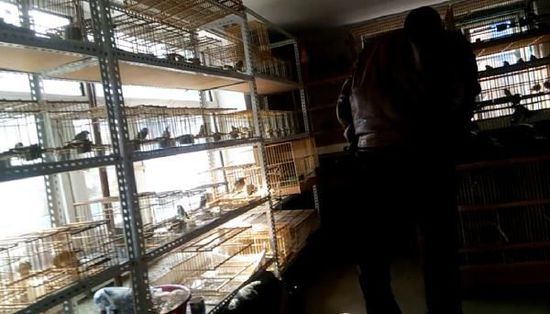 哈爾濱市雙城區(qū)集市上，一家沒有招牌的平房里擺滿了各種野鳥等待出售。