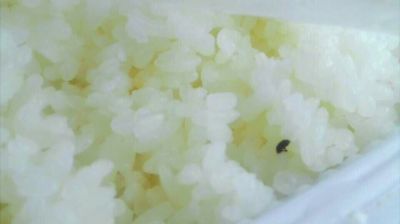 陸先生在高鐵上購(gòu)買的“梅菜扣肉套餐”盒飯。盒飯中的米飯上有芝麻狀的黑色小蟲。