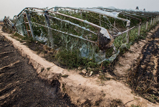內(nèi)黃縣梁莊鎮(zhèn)南前桐村被燒壞的蔬菜大棚。
