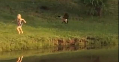 圖二：小女孩遭鵝襲擊向父親求救，但他不但沒(méi)有伸出援手，反而狂笑不止。