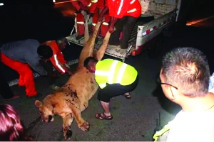 這頭母獅體態(tài)彪悍，重達(dá)400斤左右 網(wǎng)絡(luò)圖片　