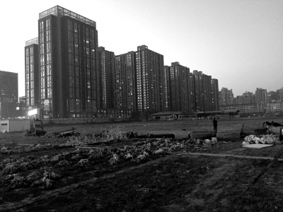 荒地上除堆放一些雜物外，還被附近居民種上了一片大白菜。