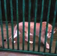 西安凈業(yè)寺養(yǎng)獅6年稱已捐出 動(dòng)物園堅(jiān)稱沒收到 西安凈業(yè)寺養(yǎng)獅6年稱已捐出 動(dòng)物園堅(jiān)稱沒收到