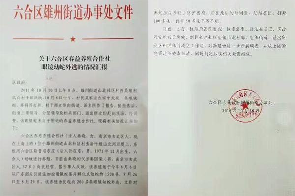 交匯點(diǎn)10月10日消息， 10日晚上，一則消息在南京人的朋友圈和微信群里瘋傳，網(wǎng)傳消息稱：六合雄州街道山北村一個(gè)農(nóng)莊私自養(yǎng)眼鏡蛇，幾天前突然跑出來了，估計(jì)二三百條。交匯點(diǎn)記者向六合區(qū)委宣傳部相關(guān)人士求證，證實(shí)了此事確實(shí)發(fā)生。