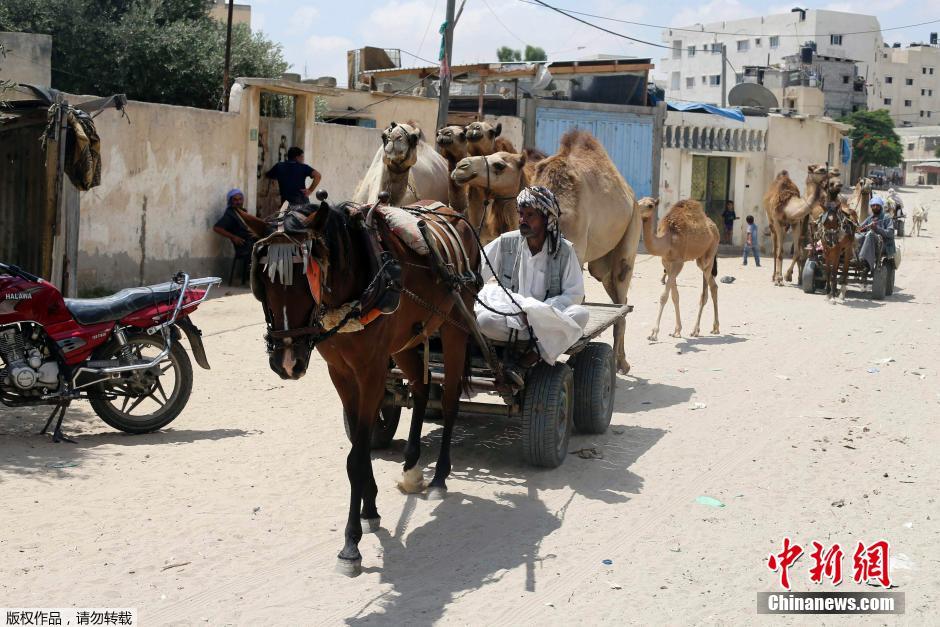 以色列對加沙發(fā)動地面進攻 民眾攜羊群逃難 以色列對加沙發(fā)動地面進攻 民眾攜羊群逃難