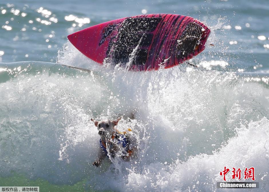 美國狗狗沖浪大賽 汪星人乘風破浪帥氣十足