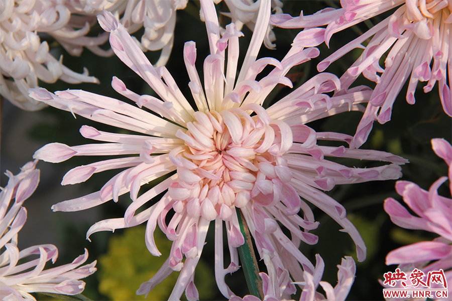 菊花綻放美麗。