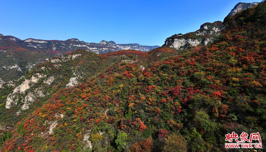 紅色，黃色，綠色的樹葉相互映襯