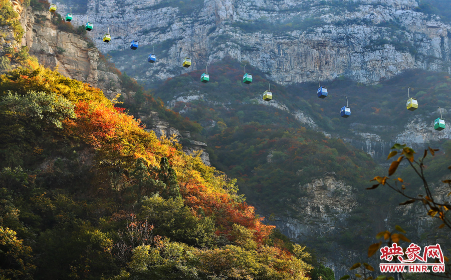 索道下的山坡，陽光灑在色彩繽紛的樹葉上