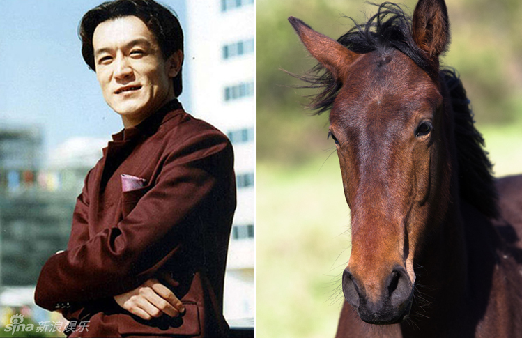 不小心就撞臉了！盤點(diǎn)動(dòng)物界的明星相