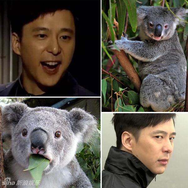 不小心就撞臉了！盤點(diǎn)動(dòng)物界的明星相