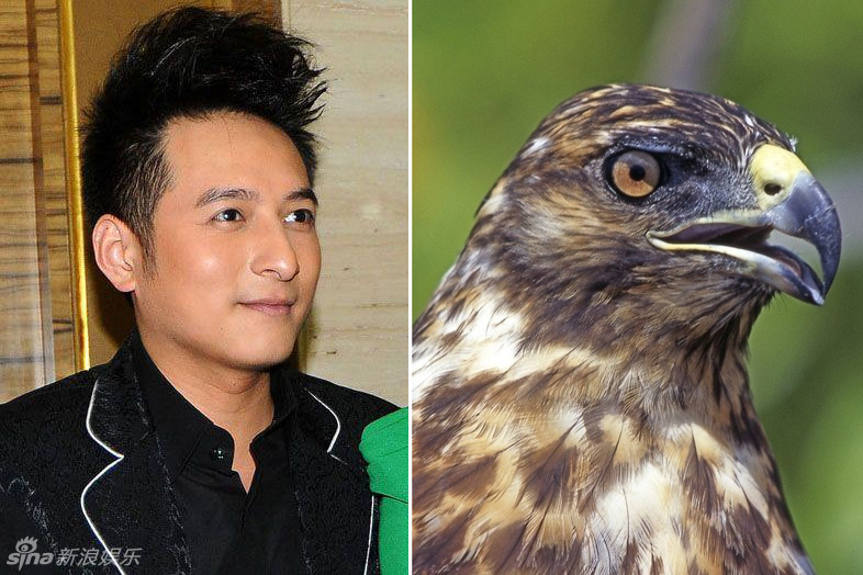 不小心就撞臉了！盤點(diǎn)動(dòng)物界的明星相