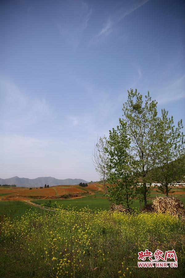 庫區(qū)的藍(lán)天、白云、綠樹、黃花給人清新的享受